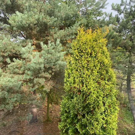 Homies Celiny (Tarnowskie Gory)