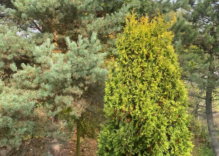 Homies Celiny (Tarnowskie Gory)